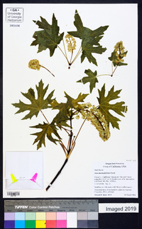 Acer macrophyllum image