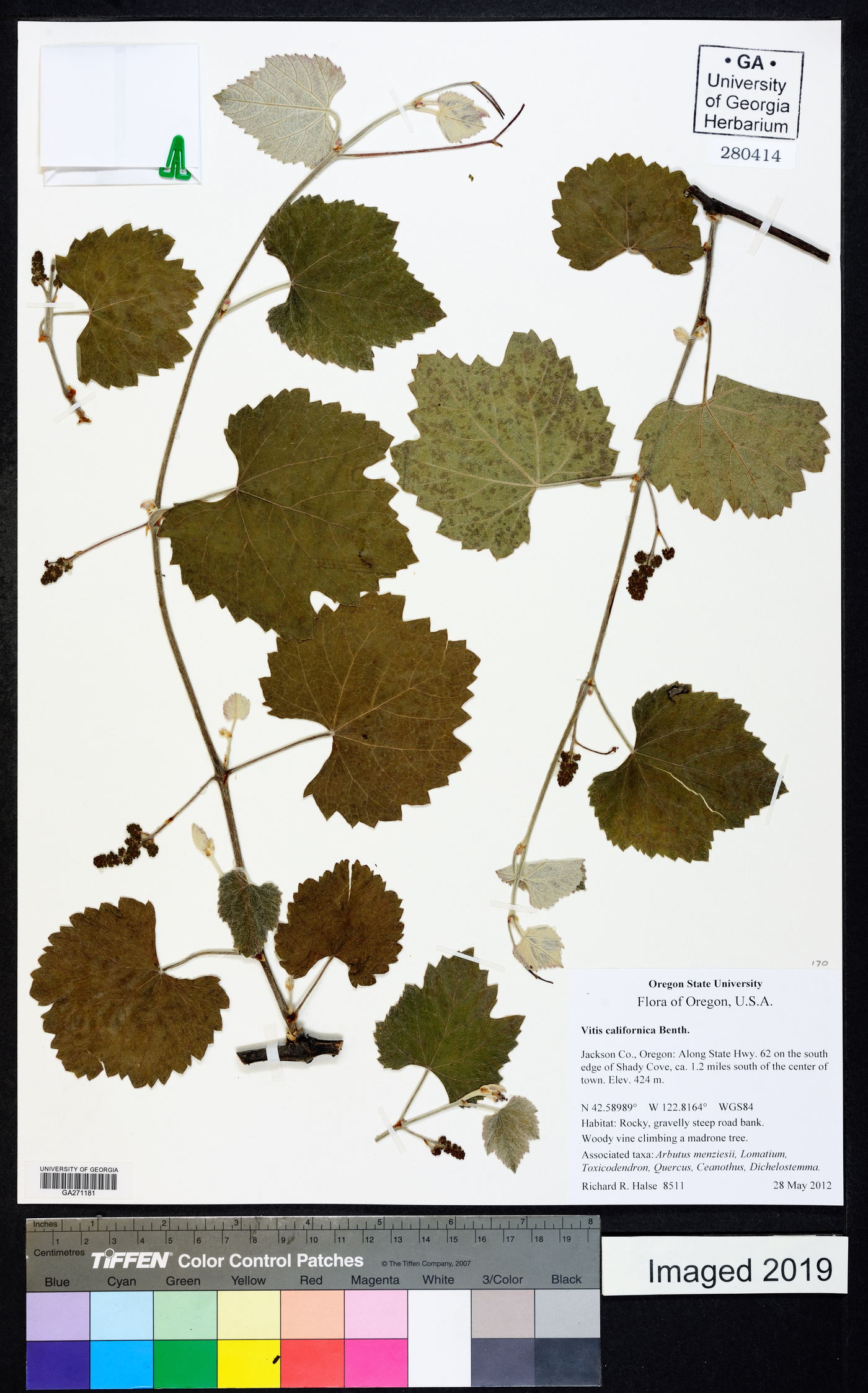 Vitis californica image