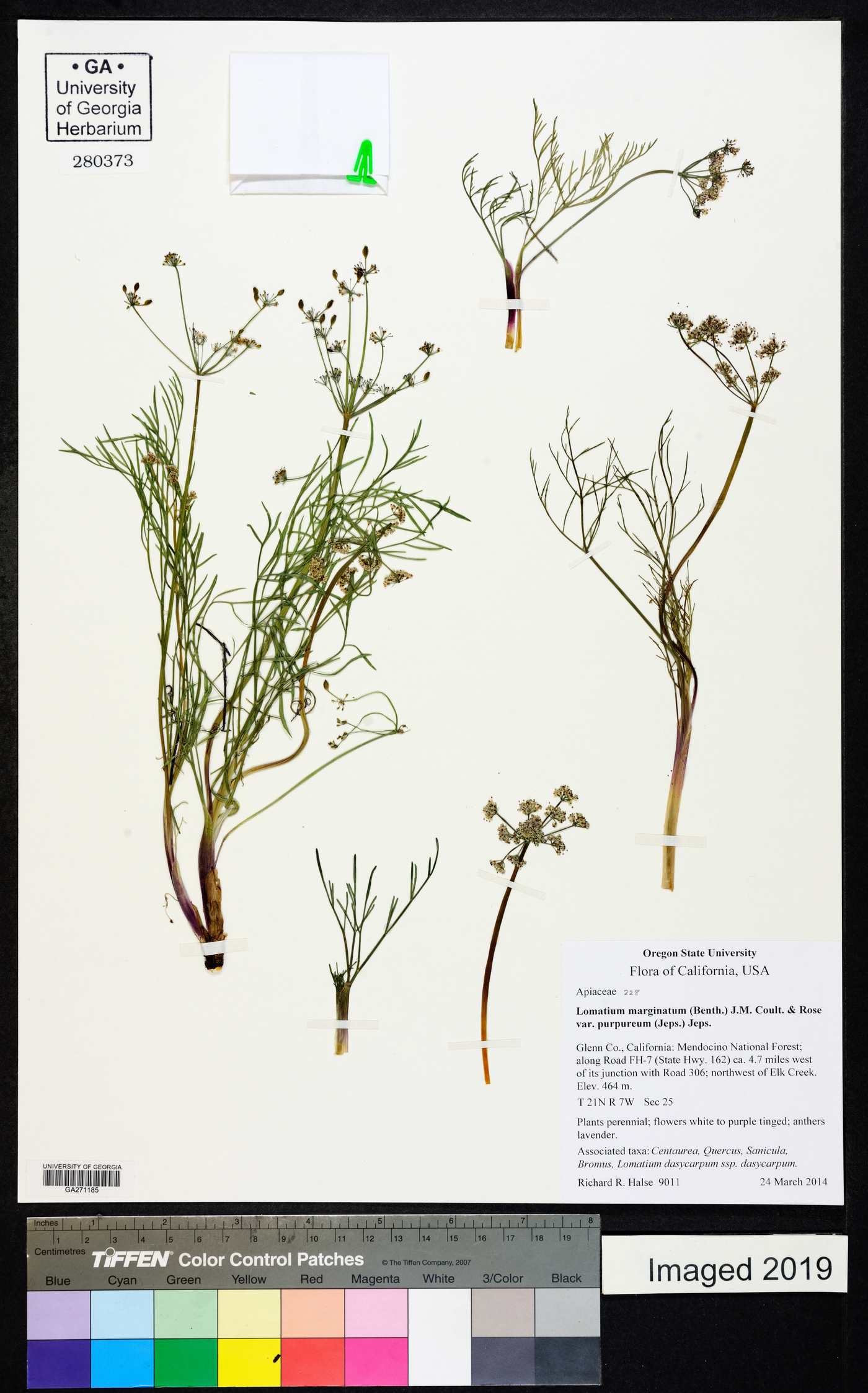 Lomatium marginatum image