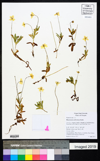 Platystemon californicus image