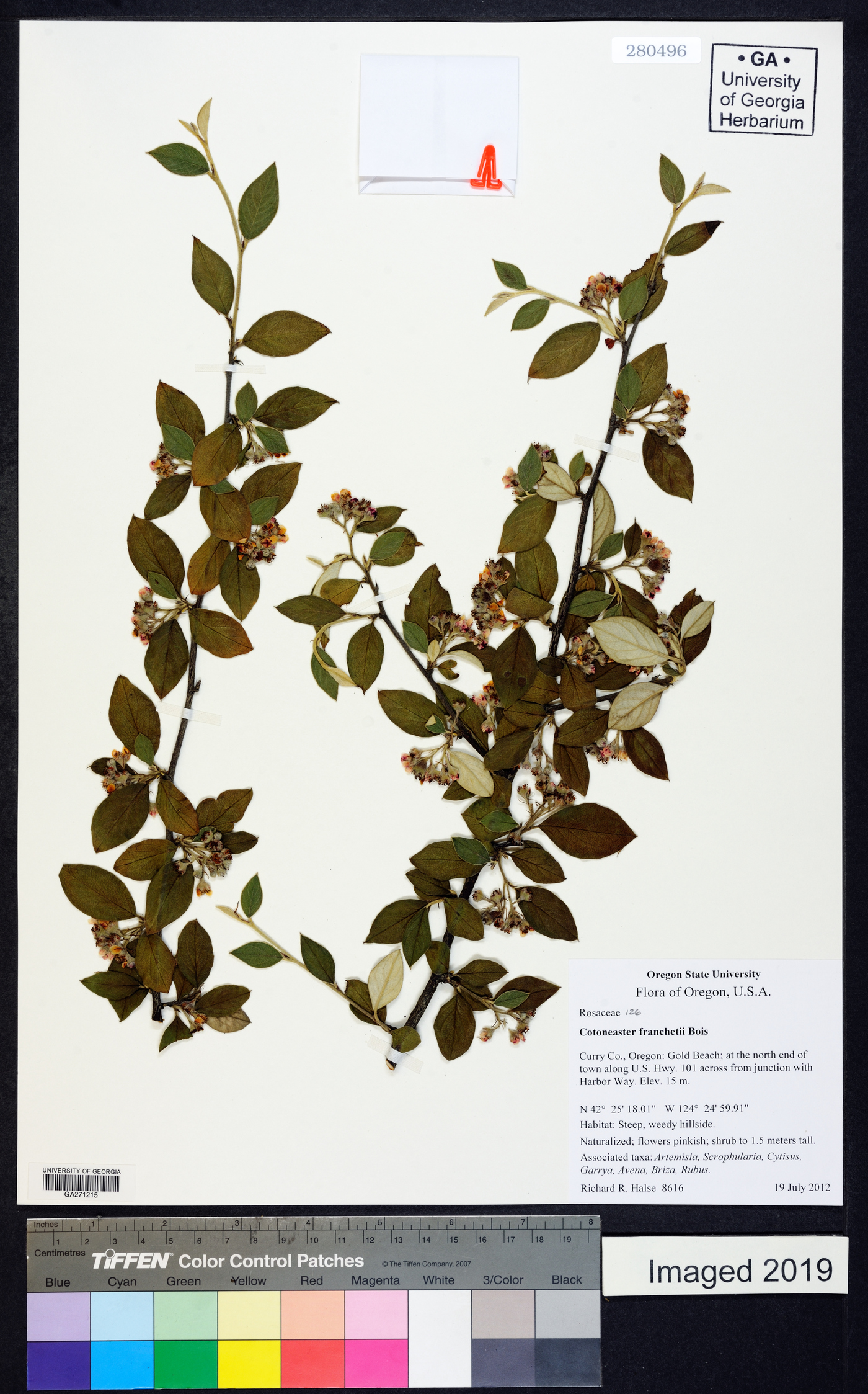 Cotoneaster franchetii image