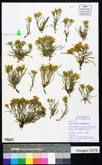 Oonopsis multicaulis image