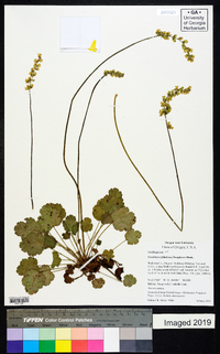 Heuchera cylindrica image