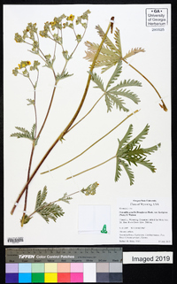 Potentilla gracilis image