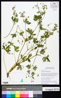 Geranium bicknellii image