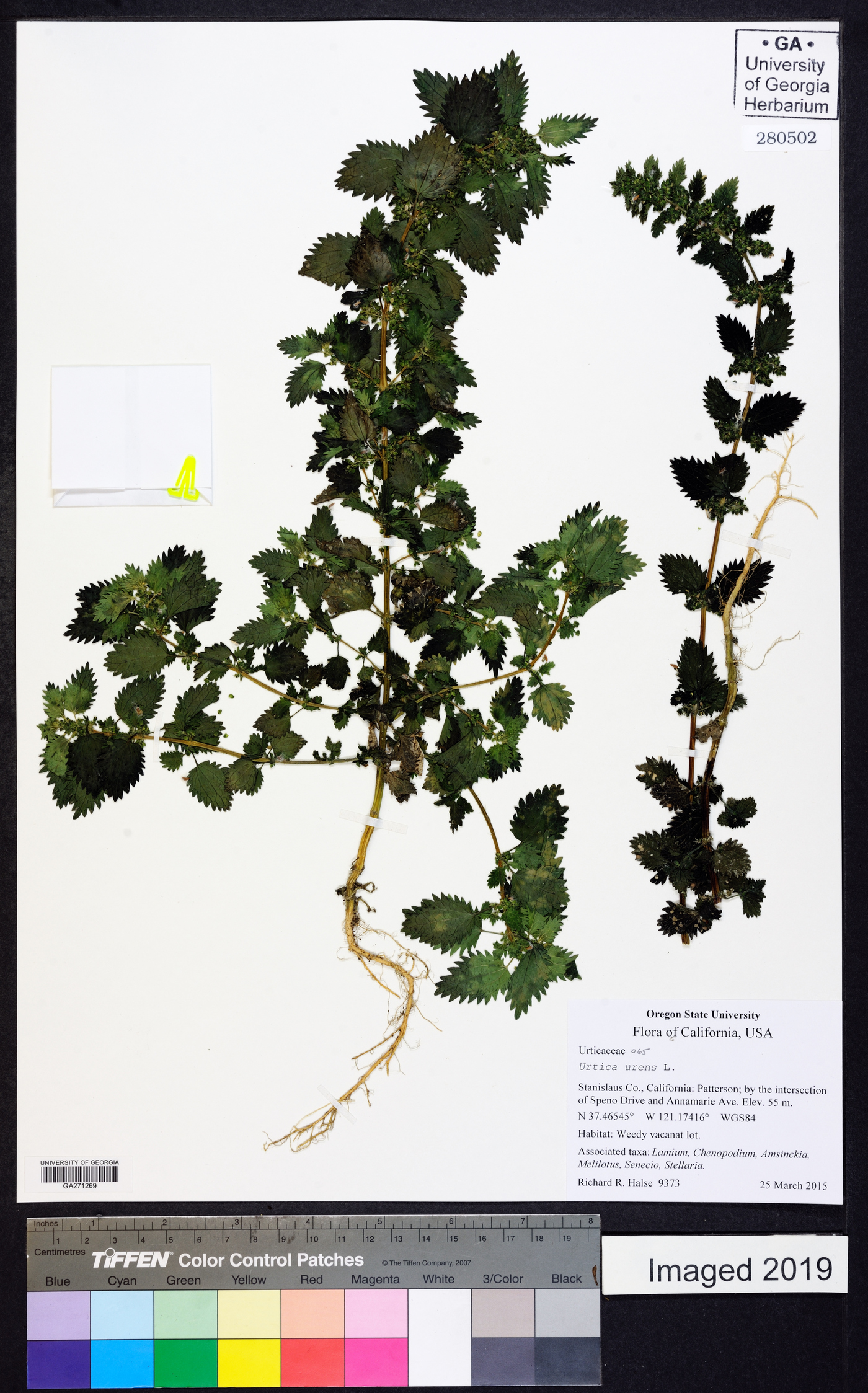 Urtica urens image