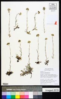 Antennaria umbrinella image