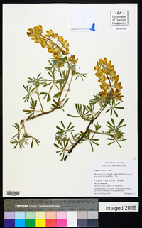 Lupinus arboreus image