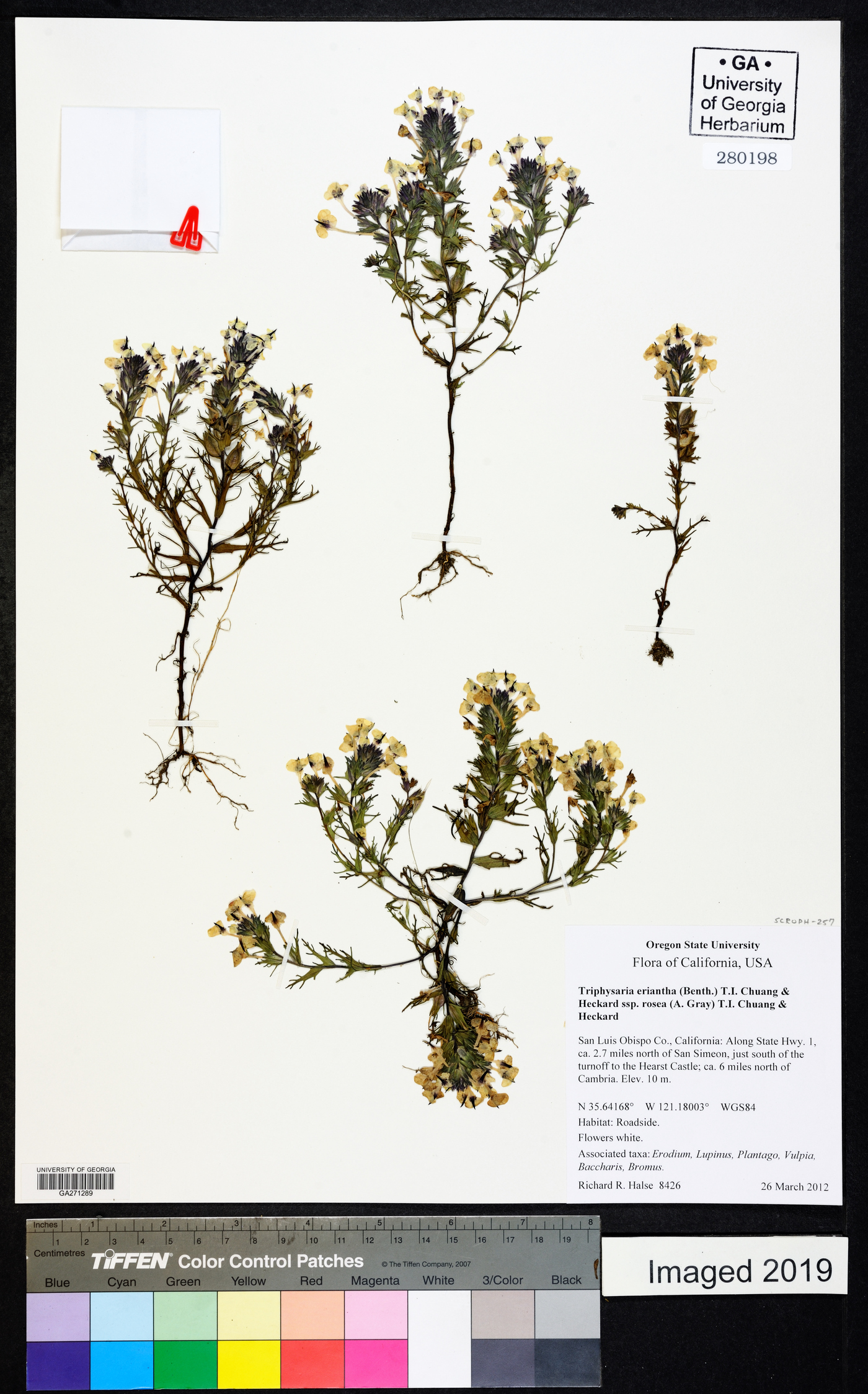 Triphysaria eriantha subsp. rosea image