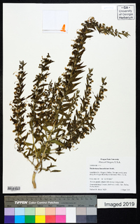 Trichostema lanceolatum image