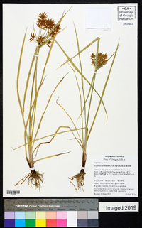 Cyperus esculentus var. leptostachyus image