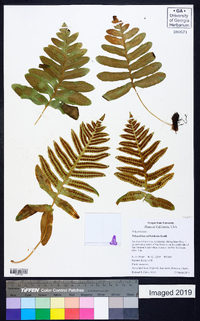 Polypodium californicum image