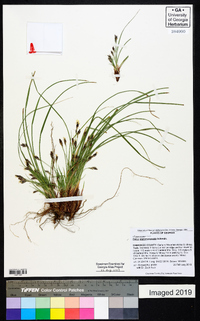 Carex nigromarginata image