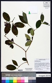 Calycanthus floridus image