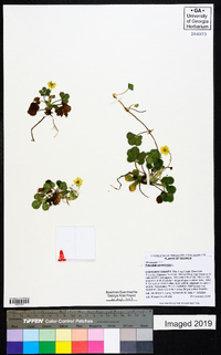 Potentilla canadensis image