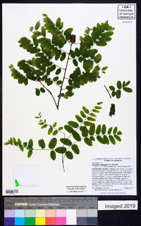 Amorpha schwerinii image
