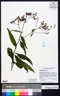 Vernonia flaccidifolia image