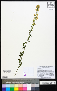 Solidago petiolaris image