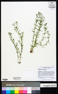 Polypremum procumbens image