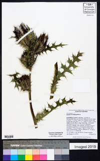 Cirsium horridulum image