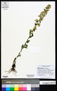 Solidago erecta image