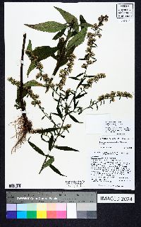 Solidago vaseyi image