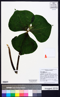 Trillium rugelii image