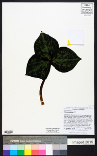 Trillium cuneatum image