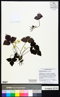 Anemone acutiloba image