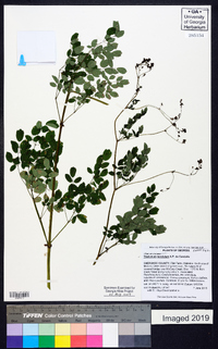 Thalictrum amphibolum image