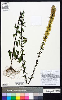 Solidago erecta image