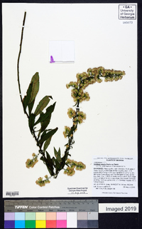 Solidago erecta image