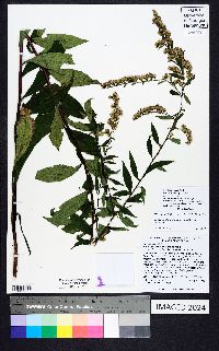 Solidago vaseyi image