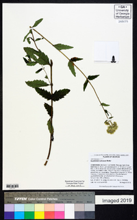 Eupatorium pilosum image