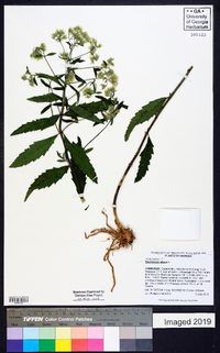 Eupatorium album image