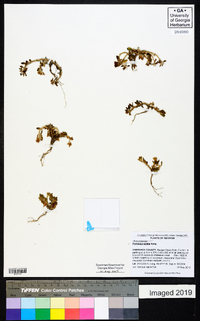 Portulaca amilis image