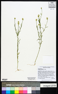 Polygala curtissii image