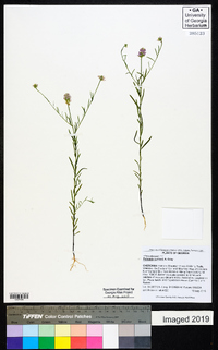 Polygala curtissii image