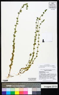 Triodanis perfoliata var. perfoliata image