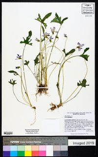 Viola palmata image