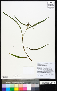 Tradescantia hirsuticaulis image