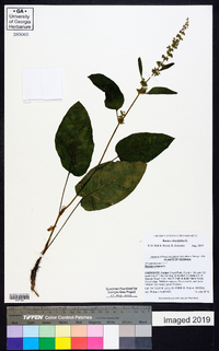 Rumex obtusifolius image