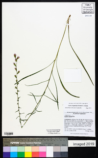 Liatris elegantula image