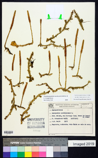 Lycopodiella caroliniana var. meridionalis image