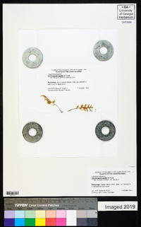 Trichomanes humile image