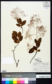 Cotinus americanus image