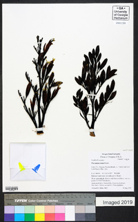 Phormium tenax image