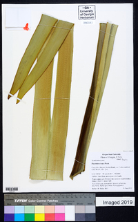 Phormium tenax image