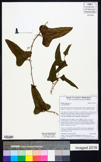 Smilax bona-nox image