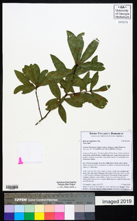 Quercus virginiana image